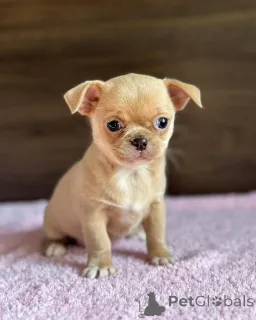 Дополнительные фото: Джулианна Чихуахуа щенки