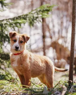 Фото №2 к объявлению №167146 о продаже беспородную - купить в России частное объявление