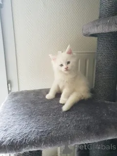 Фото №2 к объявлению №165001 о продаже мейн-кун - купить в Финляндии частное объявление, заводчик