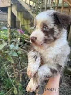 Фото №3. Chiots Berger Américain Миниатюра в продаже.  Франция