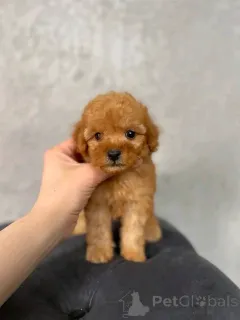 Фото №1. пудель (королевский) - купить в Берлине за 46384₽. Объявление №137176