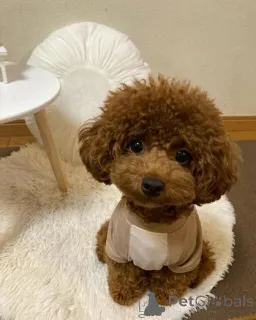 Фото №1. пудель (той) - купить в Ekabils за договорная. Объявление №160004