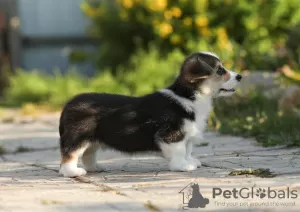 Дополнительные фото: Щенки Вельш Корги Пемброк