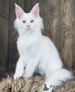 Фото №2 к объявлению №163468 о продаже мейн-кун - купить в Германии заводчик