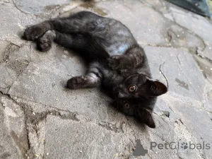 Дополнительные фото: Ищут дом 2 чудесных котенка.