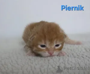 Дополнительные фото: Курильский бобтейл