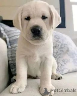 Фото №2 к объявлению №162434 о продаже  - купить в Германии 