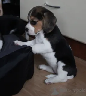 Фото №2 к объявлению №160301 о продаже бигля - купить в Финляндии частное объявление