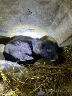 Фото №1. беспородная - купить в Минске за Бесплатно. Объявление №162829