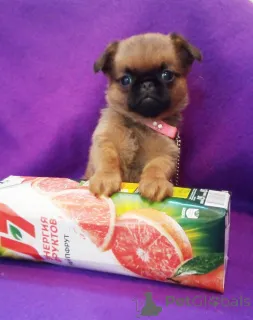 Фото №1. пти-брабансон - купить в Москве реке за 55000₽. Объявление №162923