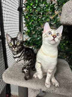 Фото №1. бенгальская - купить в Неудачник за 69575₽. Объявление №152756