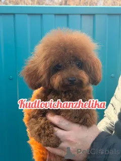 Дополнительные фото: Тедди пудель Китай