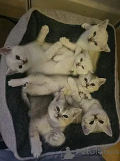 Фото №2 к объявлению №120010 о продаже британская короткошёрстная - купить в Германии частное объявление