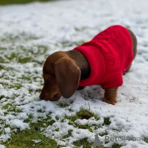 Фото №2 к объявлению №163557 о продаже  - купить в Австралии 
