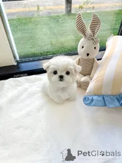 Фото №2 к объявлению №164004 о продаже мальтийскую болонку - купить в Финляндии частное объявление, из приюта