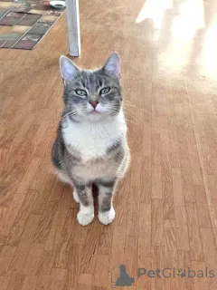 Дополнительные фото: Мэй, серебристо-дымчатая кошечка, ищет свой дом