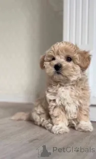 Фото №1. мальтипу - купить в Stralsund за Бесплатно. Объявление №147553