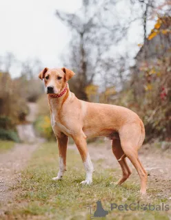 Дополнительные фото: Очаровательный некрупный песик-подросток Вилли ищет семью 