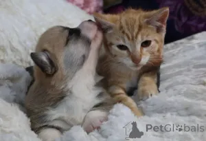 Фото №4. Продажа вельш-корги в Берлине заводчик - цена договорная