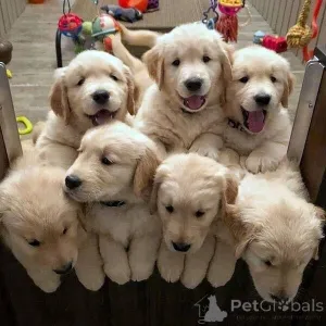 Фото №2 к объявлению №149690 о продаже золотистого ретривера - купить в Германии 