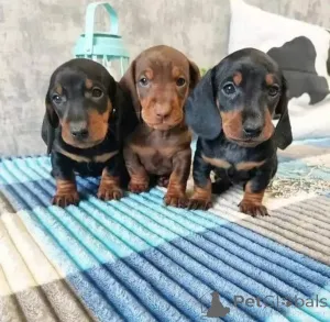 Фото №1. такса - купить в Роттердам за 37107₽. Объявление №31236