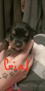 Дополнительные фото: Rottweiler Puppies на продажу