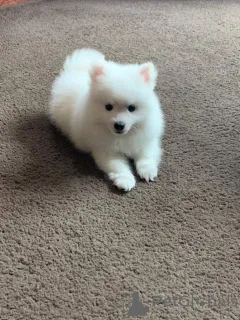 Фото №1. японский шпиц - купить в Флоренвилл за 69575₽. Объявление №164872