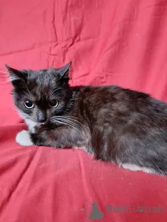 Фото №2 к объявлению №161567 о продаже  - купить в России частное объявление