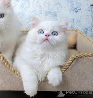 Дополнительные фото: Шотландские котята