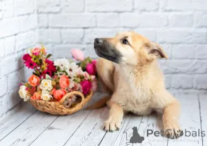 Фото №4. Продажа беспородную в Москве реке частное объявление - цена Бесплатно