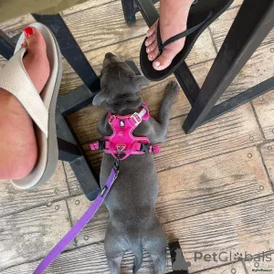 Фото №2 к объявлению №166431 о продаже беспородную - купить в Великобритании частное объявление