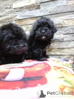 Дополнительные фото: Предлагаем щенков пуделя.