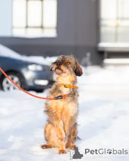 Дополнительные фото: Редкой внешности собачка ищет дом
