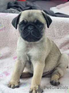 Фото №1. мопс - купить в Дитценбах за договорная. Объявление №162695