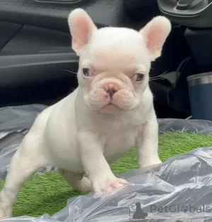 Фото №1. французский бульдог - купить в Альмерия за договорная. Объявление №167206