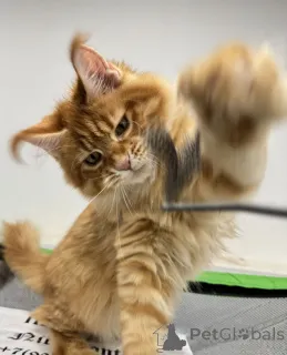 Фото №1. мейн-кун - купить в Moskovskiy за договорная. Объявление №161312