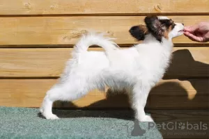 Дополнительные фото: Papillon puppy