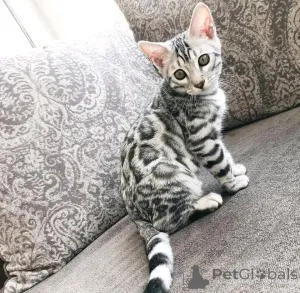 Фото №1. бигль - купить в Берлине за 59371₽. Объявление №163087