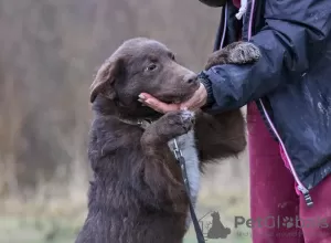 Дополнительные фото: Луи в поисках дома.