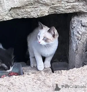 Дополнительные фото: Вася, Мусенька и Мурзичек ждут своих хозяев.