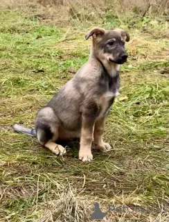 Дополнительные фото: Чудесные домашние щенки мальчик и девочки в добрые руки