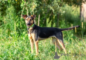 Фото №3. Активная красавица Ива ищет любящую семью!.  Россия