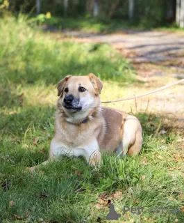 Дополнительные фото: Чудесная Барабулька ищет дом и любящую семью!
