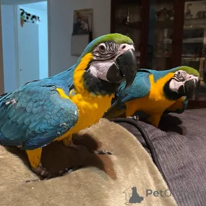 Фото №3. Попугаи ара для усыновления и переселения. Для получения более подробной.  США