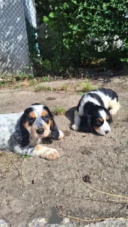 Фото №3. Красивые, добрые щенки Русский охотничий спаниель..  Украина