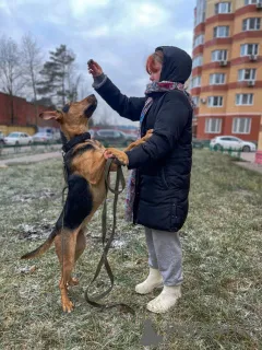 Дополнительные фото: Умный, контактный, игривый Рокки ищет дом!