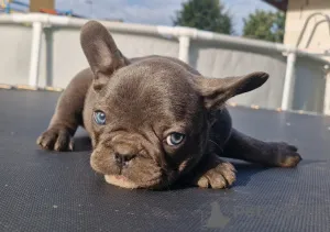 Дополнительные фото: Щенки французского бульдога