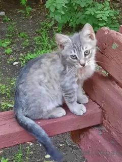 Фото №2 к объявлению №149041 о продаже  - купить в России частное объявление