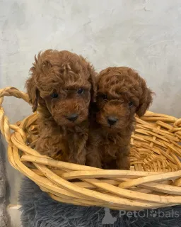 Фото №2 к объявлению №158056 о продаже  - купить в Германии частное объявление