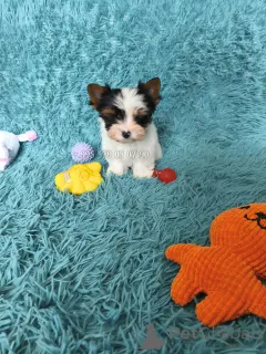 Дополнительные фото: Продаётся мини щенок, девочка бивер йоркширского терьера, маленькая принцесса.